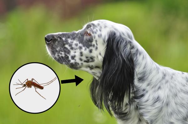 Sairaudet joita hyttyset valittavat koirille