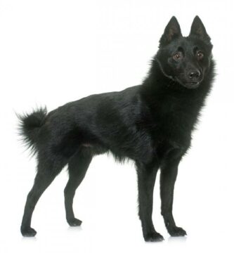 Schipperke