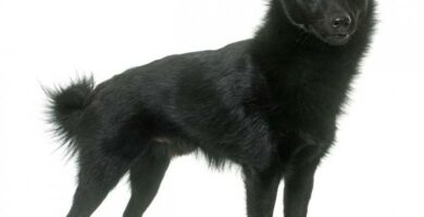 Schipperke