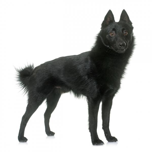 Schipperke