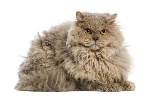 Selkirk rex kissa