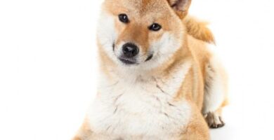 Shiba Inu