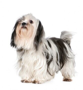 Shih Tzu