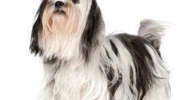 Shih Tzu