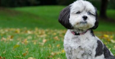 Shih poo