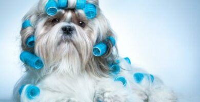 Shih tzu hiustenhoito