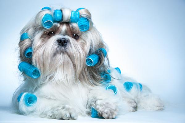 Shih tzu hiustenhoito