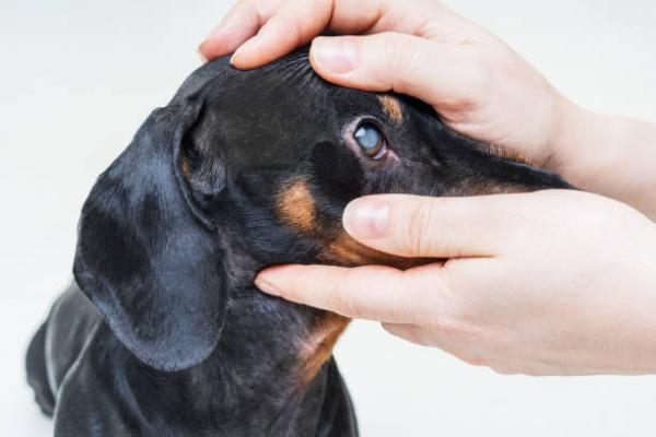 Silmatulehdus koirilla syyt ja hoito