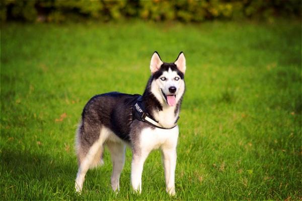 Siperian husky koirien nimet