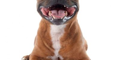 Staffordshiren bullterrieri