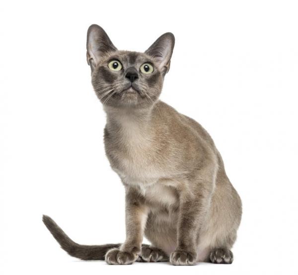 Tonkinese kissa