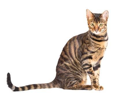 Toyger kissa