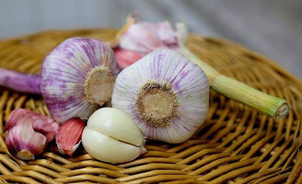 Valkosipuli matojen kissoille ja koirille