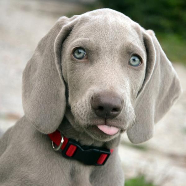 Vinkkeja Weimaranerin koulutukseen