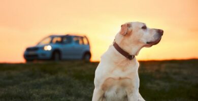 Vinkkeja autoja pelkaaville koirille