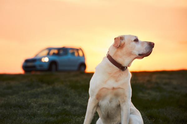 Vinkkeja autoja pelkaaville koirille