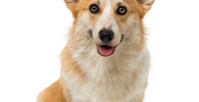 Walesin corgi Pembroke