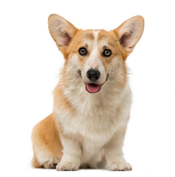 Walesin corgi Pembroke