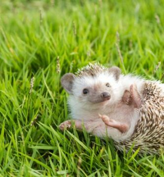 Wobbly Hedgehog oireyhtyma oireet ja hoito