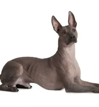 Xoloitzcuintle