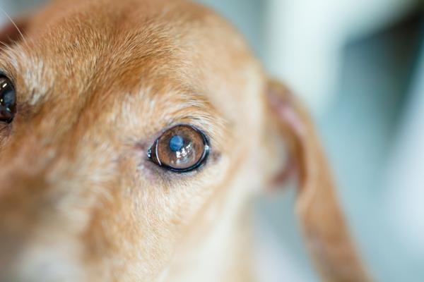 Ydinskleroosi koirilla syyt oireet ja hoito