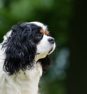 Yleiset Cavalier King Charles Spanielin taudit