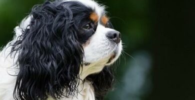 Yleiset Cavalier King Charles Spanielin taudit