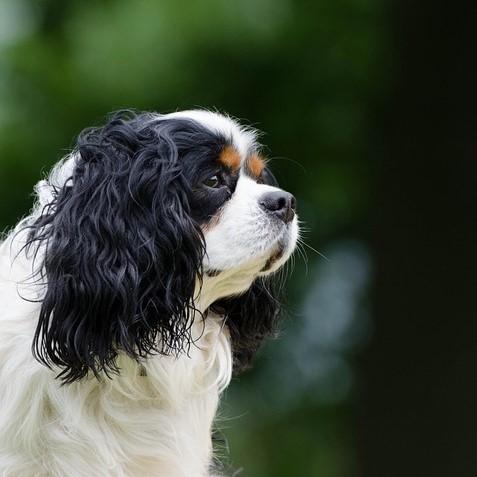 Yleiset Cavalier King Charles Spanielin taudit