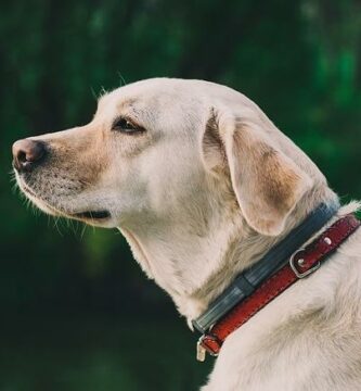 Yleisimmat labradorin noutajan sairaudet