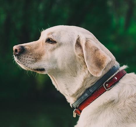 Yleisimmat labradorin noutajan sairaudet