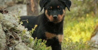 Yleisimmat rottweiler koirien sairaudet