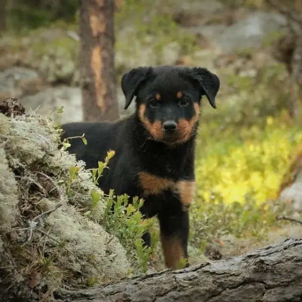 Yleisimmat rottweiler koirien sairaudet