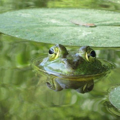 Yleisimmat sammakoiden sairaudet