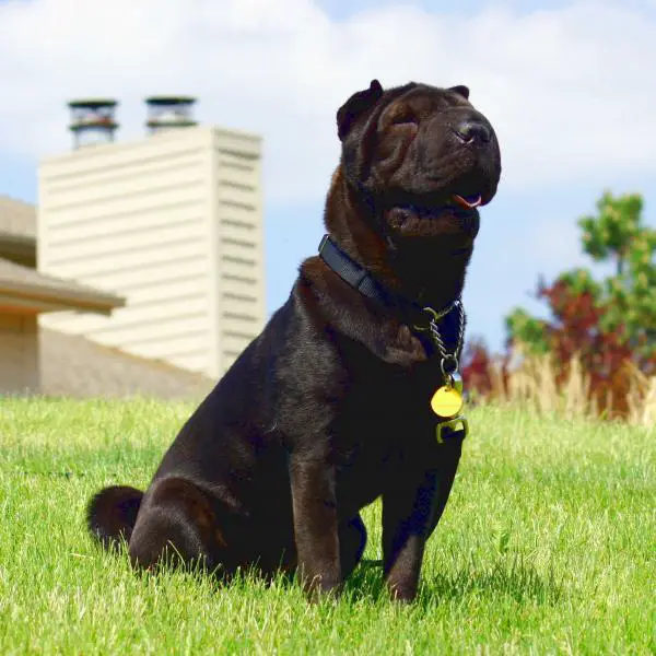 Yleisimmat shar pei taudit