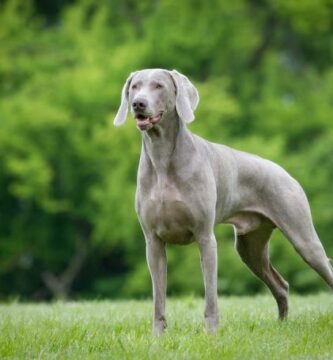 Yleisimpia sairauksia Weimaranerin koirilla