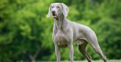 Yleisimpia sairauksia Weimaranerin koirilla