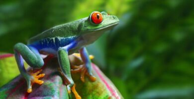 animales de la selva tropical peruana amazonica y misionera 23812 600