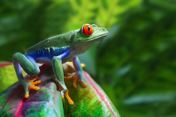 animales de la selva tropical peruana amazonica y misionera 23812 600