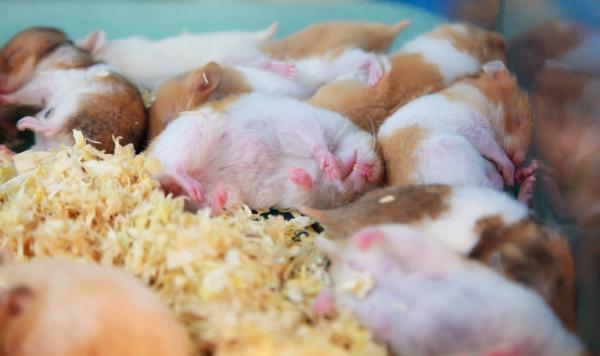 los hamsters hibernan 25005 600