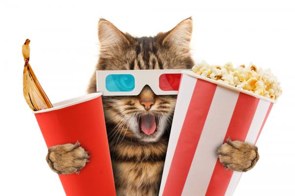 10 kuuluisinta kissaa elokuvissa muistatko ne