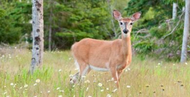 12 elainta jotka elavat metsassa