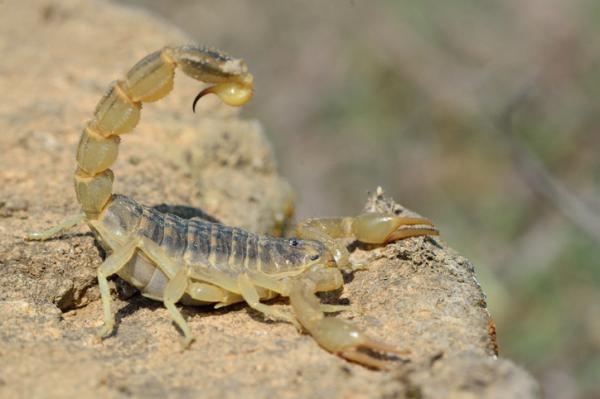 15 myrkyllisinta skorpionia maailmassa