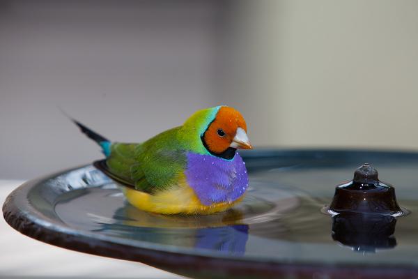 Seed Eating Birds - Gouldian peippo