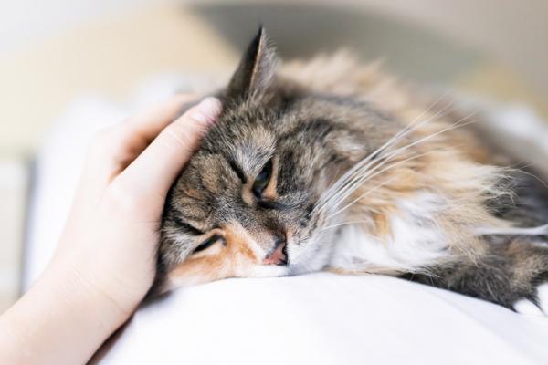 Kodin korjaustoimenpiteet kissan vatsakipuun - muut kotilääkkeet kissojen vatsakipuun