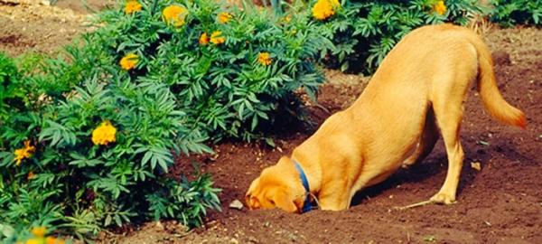 Kuinka estää koiraa tekemästä reikiä puutarhaan?  - Vaihtoehto koirille, jotka tarvitsevat kaivaa