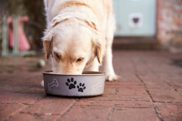 Home korjaustoimenpiteitä vatsakipu koirilla - Ruoka vatsakipua koirille