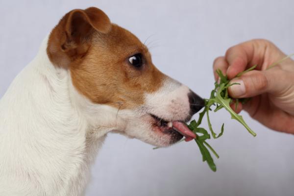 Kotihoito koirien ummetukseen - vihreät lehtivihannekset, paras koirien ummetukseen