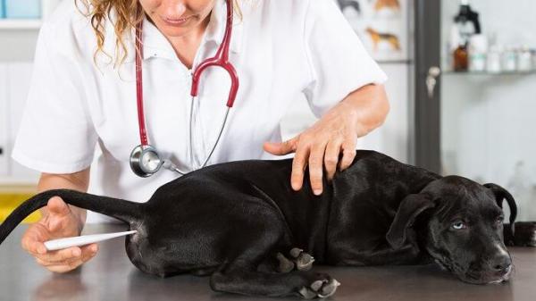 Kotilääkkeet ummetukseen koirilla - Milloin mennä eläinlääkäriin?