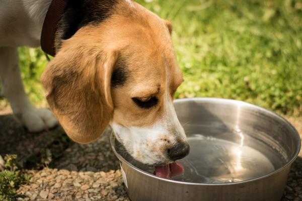 Koti korjaustoimenpiteitä ummetukseen koirilla - lisääntynyt veden kulutus, elintärkeää koiran terveydelle