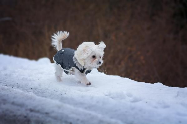 Onko hyvä suojata koiria talvella?  - Talvihoito